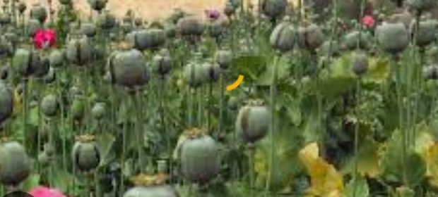 अफीम कारोबारियों को 15-15 वर्ष की सश्रम सजा एवं भारी जुर्माना