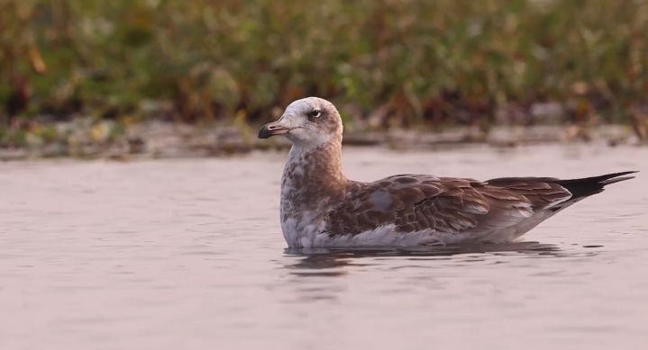 उधवा पक्षी आश्रयणी में 10 साल बाद लौट आया दुर्लभ पक्षी  — 2015 के बाद पहली बार दिखी पलास गल की उपस्थिति