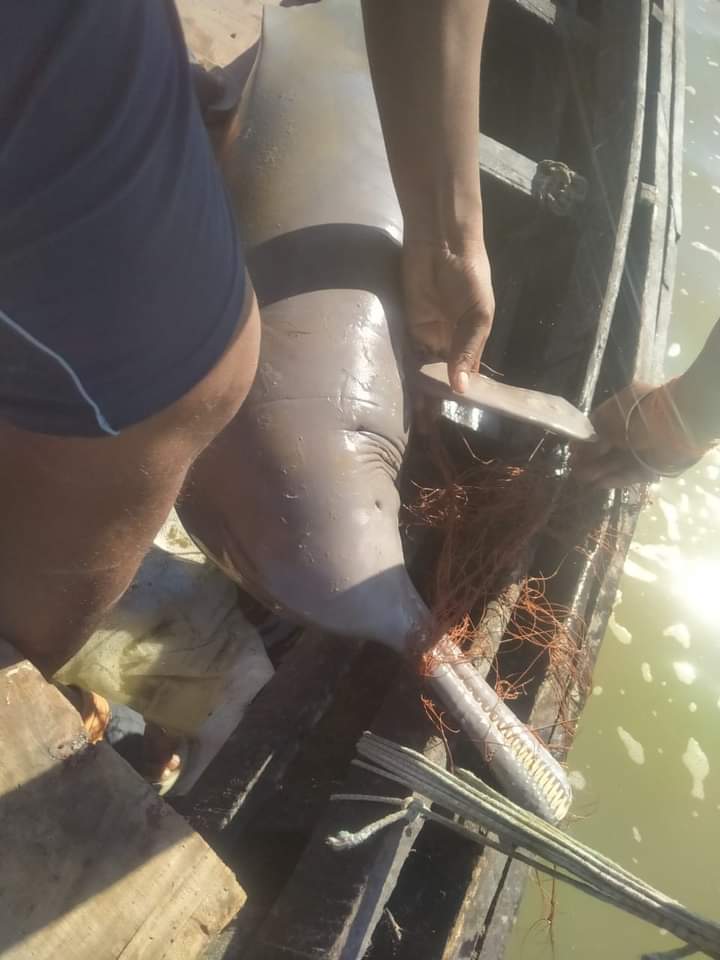 अवैध शिकार के कारण राष्ट्रीय जलीय जीव की जाल में फंसने के कारण मौत