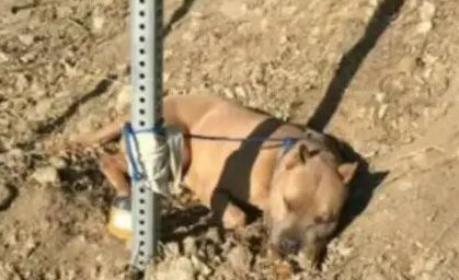 रांची में कुत्ते को पीट पीट कर मार डाला, थाने में शिकायत, दो गिरफ्तार