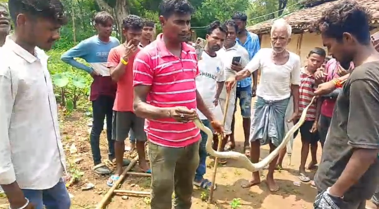 चौकीदार के घर में घुसा 4.5 फीट लंबा करैत सांप ग्रामीणों में दहशत 