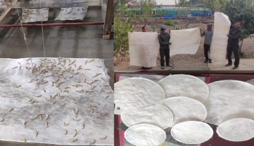 कोल इंडिया के सीएसआर सहयोग से आईआईटी बॉम्बे की पायलट परियोजना ‘जीवोदया’ को रेशम उत्पादन में बड़ी सफलता